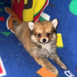 Sanji - Orange sable male Pomeranian puppy in Fort Worth, Texas from Alo's Pom's