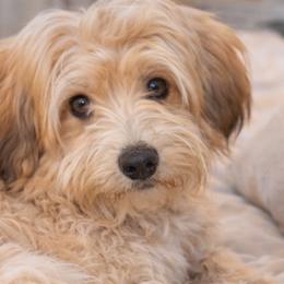 Havanese from Hashtag Havenese
