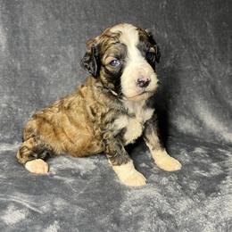 Girl 4 - Sable male Aussiedoodle puppy in Alabama from SBA Aussies