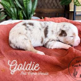 Goldie - Red merle female Miniature Australian Shepherd puppy in Apache Junction, Arizona from Circle T Mini Aussies