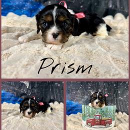 Prism - Tri-color female Cavalier King Charles Spaniel puppy in De Pere, Wisconsin from Rose Garden Kennels
