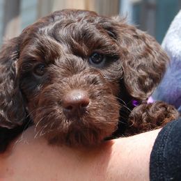 Goldendoodle and Poodle Puppies from High Cotton Doodles