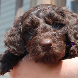 Goldendoodle and Poodle Puppies from High Cotton Doodles