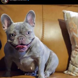 Luca - French Bulldog