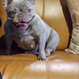 Luca - French Bulldog