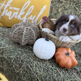 Australian Shepherd Puppies from Zermeno Ranch