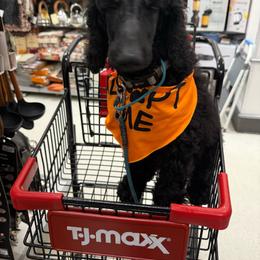 Cedar - Blue male Poodle puppy in Moncks Corner, South Carolina from Charleston Reds Standard Poodles and Whippets