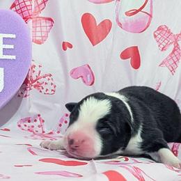 Cupid - Black and white male Border Collie puppy in Raccoon, Kentucky from Skyline Border Collies
