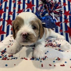 "My name is Luke and I'm available!" Australian Labradoodle, Cavachon, and Cavapoo Puppies from Bark & Bramble