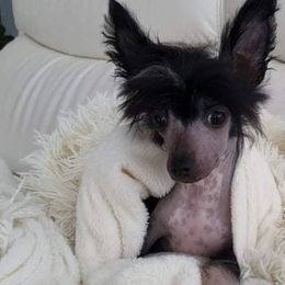 Chinese Cresteds and Pomeranians from No Hair Here