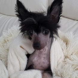 Chinese Cresteds and Pomeranians from No Hair Here