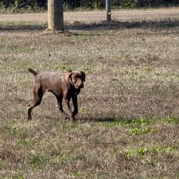 Bojangles - Liver male German Shorthaired Pointer puppy in Huntington, Texas from B&B GSP’S