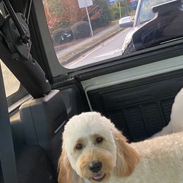 French Bulldogs and Goldendoodles from Paw Palace of Atlanta