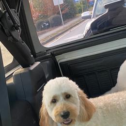 French Bulldogs and Goldendoodles from Paw Palace of Atlanta