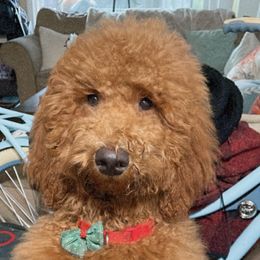 Doris - Goldendoodle