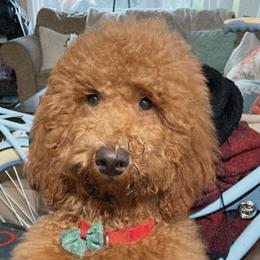 Doris - Goldendoodle