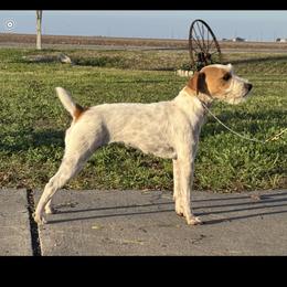 Candy - Jack Russell Terrier