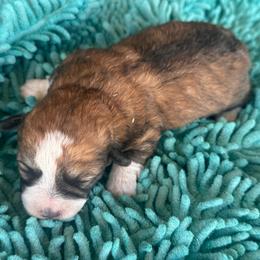 Girl 2 - Liver and white female Shihpoo puppy in Junction, Utah from Sugar Doodles