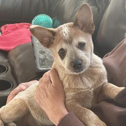 Australian Cattle Dog puppies from Lone Horse Cattle Dogs