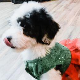Aussiedoodles, Cockapoos, Goldendoodles, Poodles, Sheepadoodles, and Springerdoodles from Two Creeks Farm Poodles & Doodles