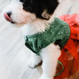 Aussiedoodles, Cockapoos, Goldendoodles, Poodles, Sheepadoodles, and Springerdoodles from Two Creeks Farm Poodles & Doodles