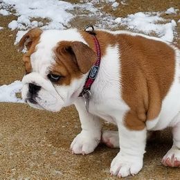 Bulldog Puppies from Artemis Bulldogs