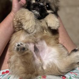 Shih Tzu, Shorkie, and Yorkshire Terrier Puppies from Tiny Tales Co.