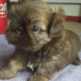 Boy 3 - Chocolate and tan male Shih Tzu puppy in Houston, Texas from Shih Tzu Houston