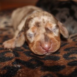 Sunny - Dapple Dachshund puppy in Windsor, Colorado from Murry’s minis