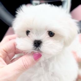 Maltese Puppies from Made to Love Maltese LLC