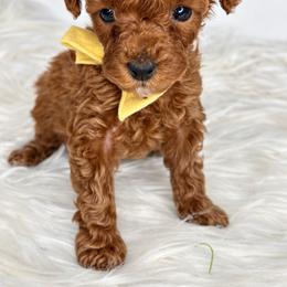 Girl 2 - Red  female Poodle puppy in Flint, Michigan from Anytime Doodles
