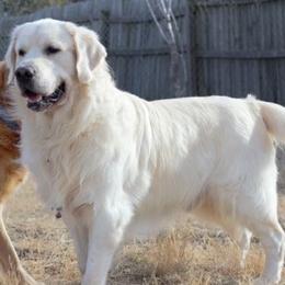 Dexter - Golden Retriever