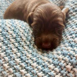 Blaze - Dapple male Dachshund puppy in Cottage Grove, Oregon from Freckled Roots Farm Dachshunds