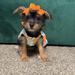 Twinkle - Black and tan female Yorkshire Terrier puppy in Royse City, Texas from Maxedwards_luxuriousyorkies