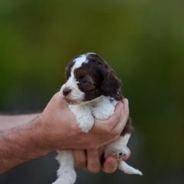 Rickon - Chocolate male Australian Labradoodle puppy in Milton, Florida from Sutton Place Doodles