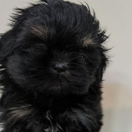 Peters Girl - Black and tan female Shih Tzu puppy in Mariaville, Maine from McKayla Hairston