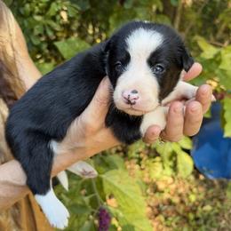 Girl 1 - female Border Collie puppy in Foley, Alabama from Bama Border Collies