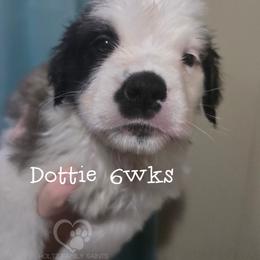 Dottie - White and brown female Saint Bernard puppy in Kaukauna, Wisconsin from Holtz Family Saints
