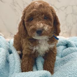 Louie - Red  male Goldendoodle puppy in Kansas City, Kansas from Bella & Ivy’s Mini Goldendoodles of KC