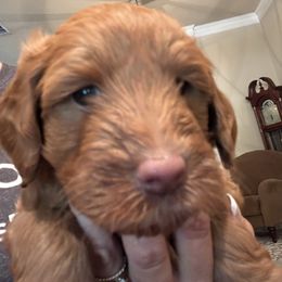 Boy 1 - Caramel red male Labradoodle puppy in Tyler, Texas from LaRue's Labradoodles