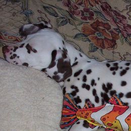 Border Terriers and Dalmatians from Royal Oaks