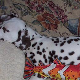 Border Terriers and Dalmatians from Royal Oaks