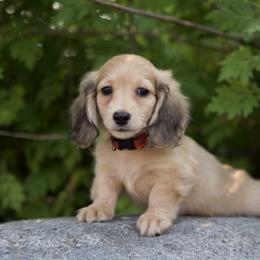 Ivan is 5000dollars - Cream male Dachshund puppy in Crystal, Michigan from Mare-bella Dachshunds