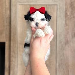 Girl 2 - Black and white female Shih Tzu puppy in Seguin, Texas from Dolled Up Shih Tzus