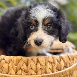 Sierra - Black tri-color female Aussiedoodle puppy in Vacaville, California from Starlight Goldendoodles