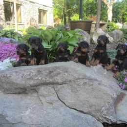 Doberman Pinscher Puppies from Laurel Vail