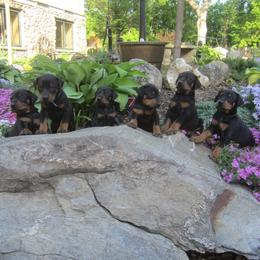 Doberman Pinscher Puppies from Laurel Vail