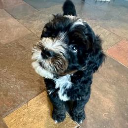 Tommy - Tri-color male Bernedoodle puppy in Royse City, Texas from Platinum Bernedoodles of Texas