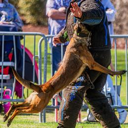 Psycho - Belgian Malinois