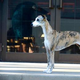 Candy - Whippet